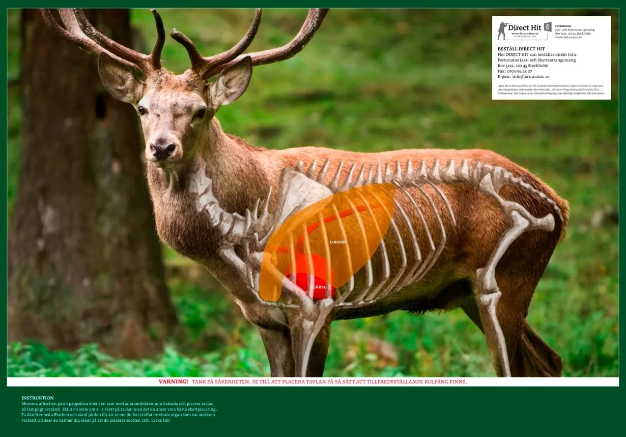 Anatomical Targets