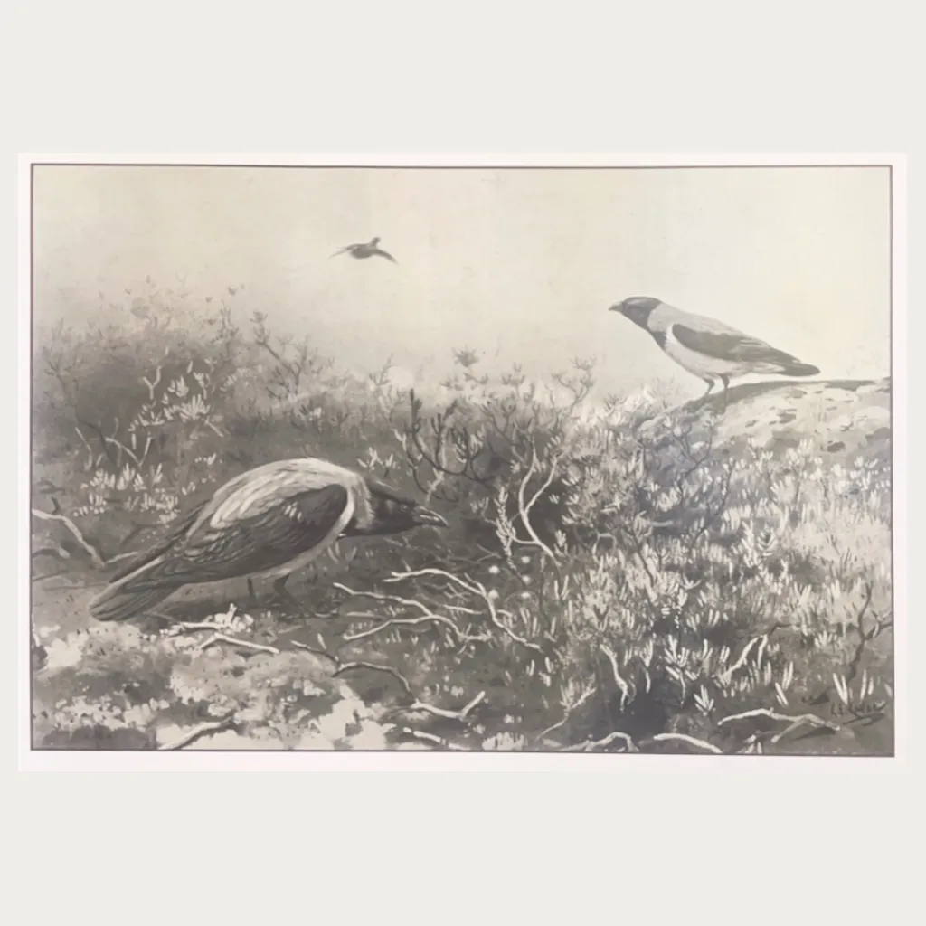 Lodge Grouse Greeting Cards - Pack of 10 - Image 3