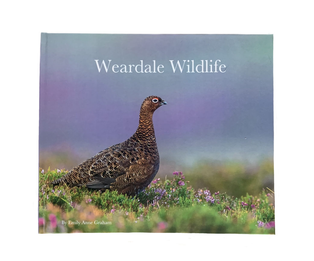 “Weardale Wildlife” by Emily Anne Graham